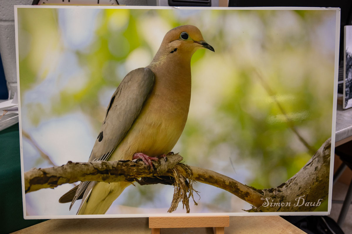 Student Photo of Dove